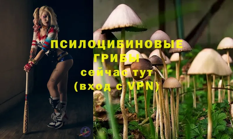 цена   гидра ссылка  Псилоцибиновые грибы Psilocybine cubensis  Поронайск 